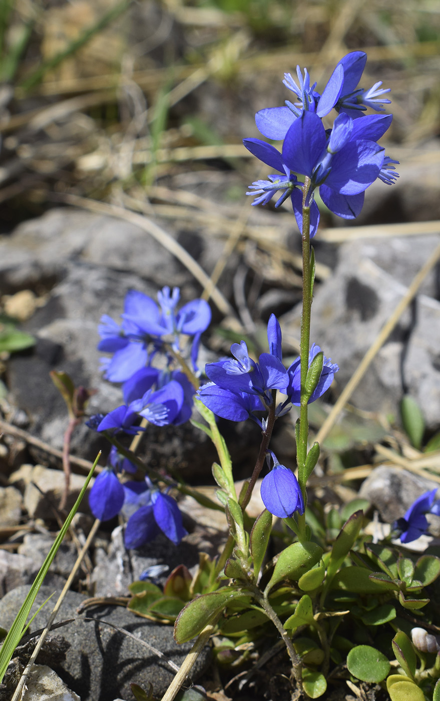 Image of Polygala calcarea specimen.