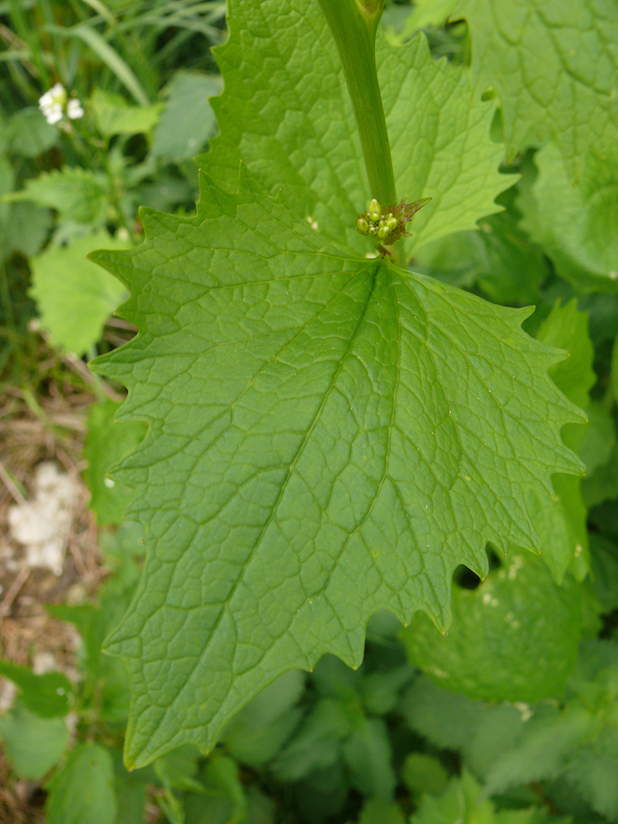 Image of Alliaria petiolata specimen.