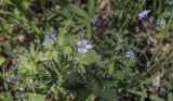 Geranium igoschinae. Верхушка цветущего растения. Пермский край, Кунгурский р-н, окр. с. Плехановское, окр. ур. Мысы, под пологом берёзовой рощи. 05.06.2021.