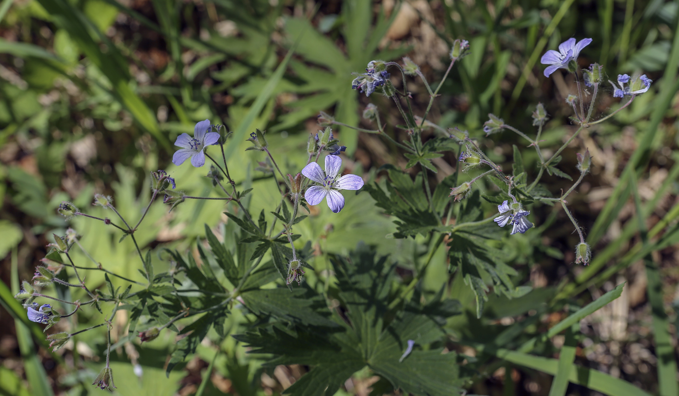 Изображение особи Geranium igoschinae.