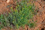 Alyssum turkestanicum разновидность desertorum. Цветущие растения. Калмыкия, Яшкульский р-н, окр. пос. Утта, степь, участок с разреженной растительностью. 18.04.2021.