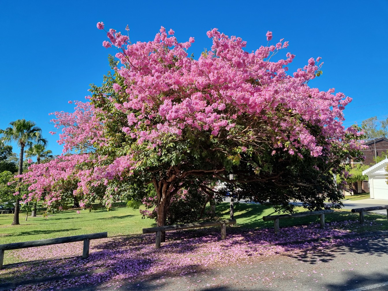 Изображение особи Tabebuia impetiginosa.