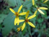 Senecio ovatus. Соцветия-корзинки с небольшим количеством язычковых цветков, что характерно для данного вида. Украина, Ивано-Франковская обл., Надворнянский р-н, Природный заповедник \"Горганы\", Горганское отделение. 29 августа 2010 г.