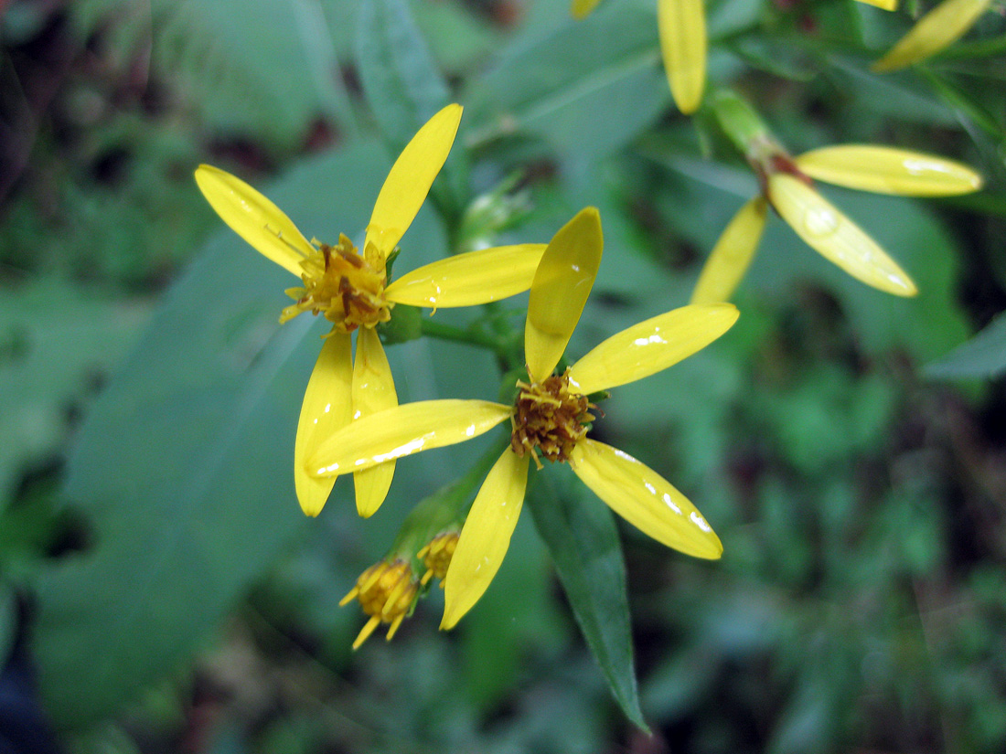 Image of Senecio ovatus specimen.