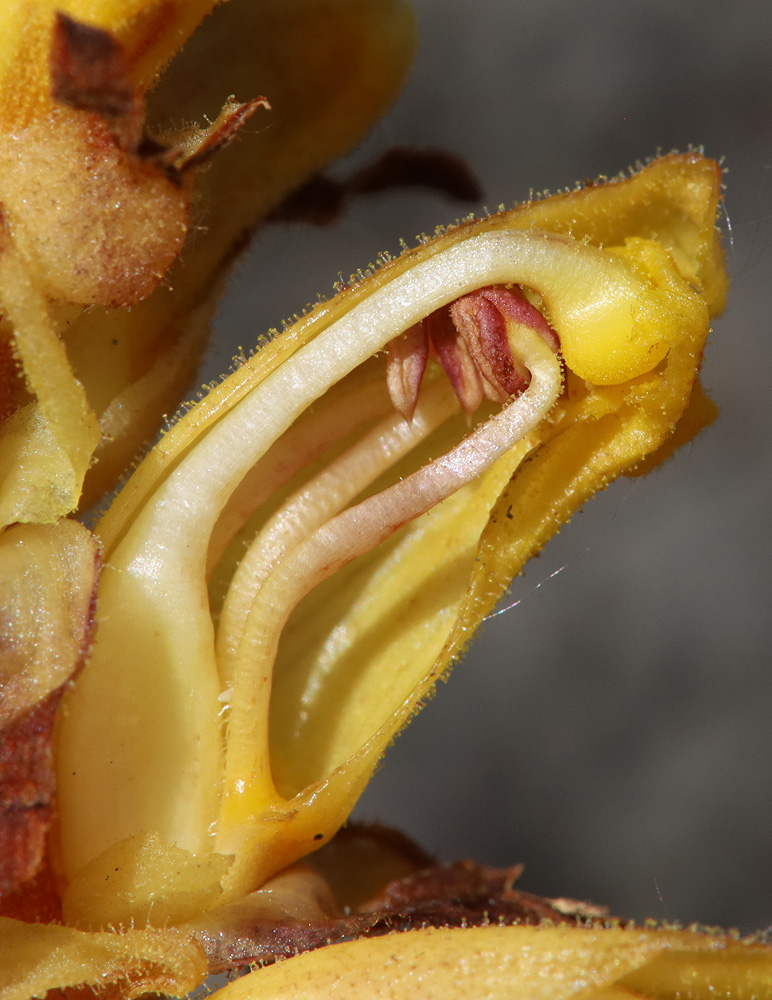 Image of Orobanche alba ssp. xanthostigma specimen.