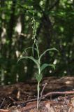 Epipactis muelleri. Зацветающее растение. Крым, Долгоруковская яйла, буковый лес. 18 июля 2021 г.