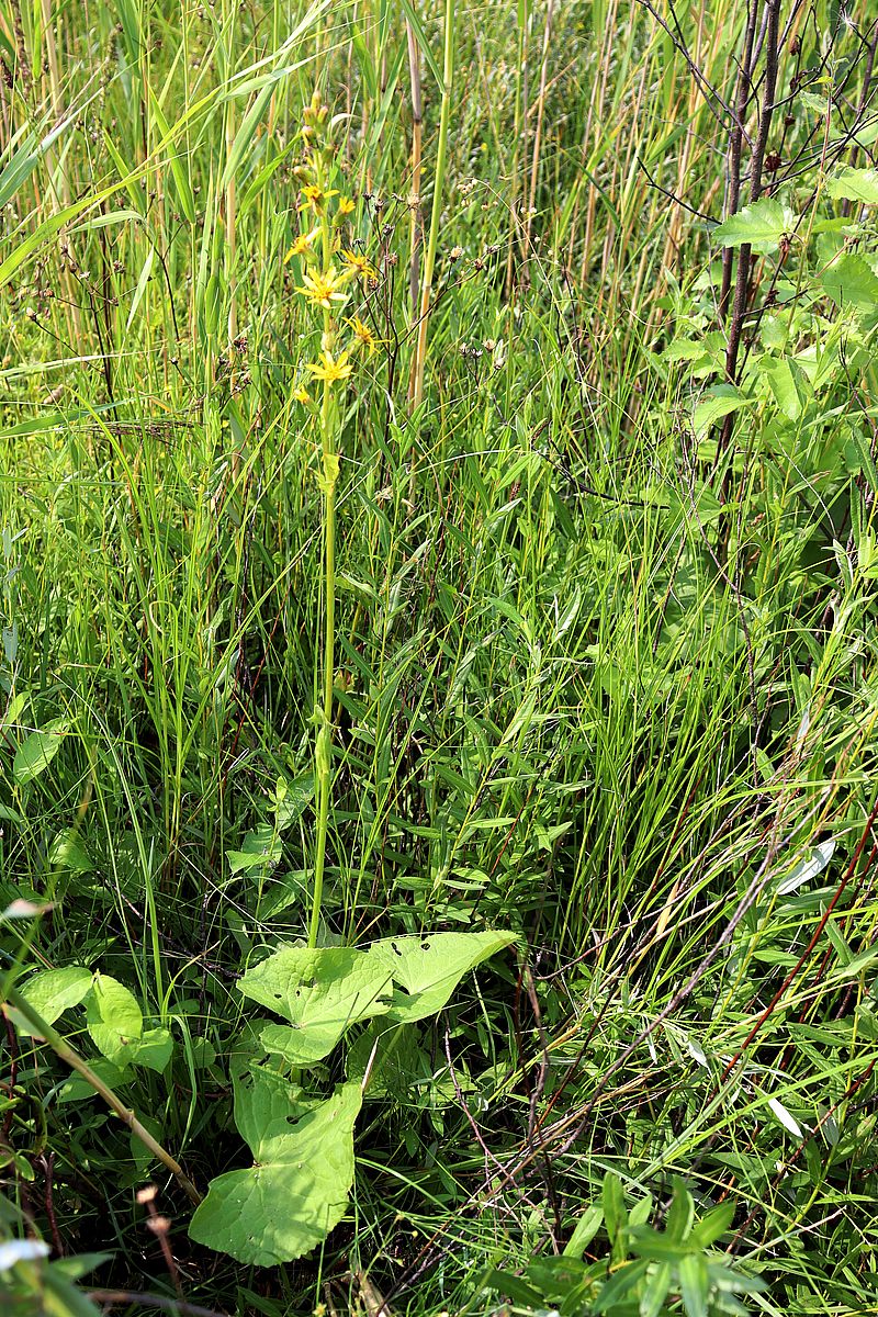 Image of Ligularia lydiae specimen.