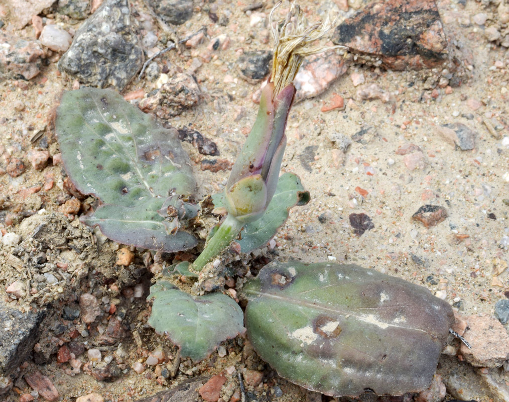 Image of Scorzonera ovata specimen.