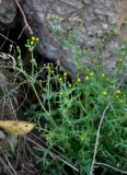 Senecio vulgaris. Веточки с соцветиями. Приморье, окр. г. Находка, окр. пос. Ливадия, бухта Средняя, подножие приморского каменистого склона. 04.08.2021.