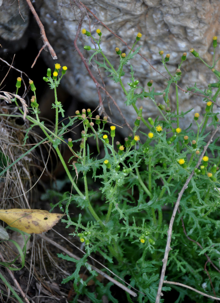 Image of Senecio vulgaris specimen.