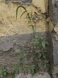 Amaranthus viridis. Цветущее растение возле наружной стены забора. Таджикистан, р-н Рудаки, с. Чимтеппа. 02.06.2018.