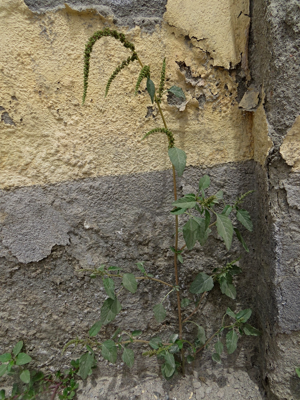 Image of Amaranthus viridis specimen.