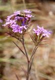 Dianthus pseudarmeria. Соцветие. Ростовская обл., степные холмы правого берега р. Дон у станицы Пухляковская. 21.06.2009.