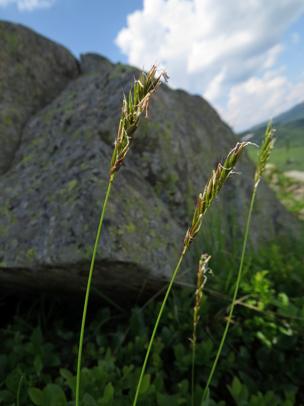 Image of Anthoxanthum alpinum specimen.