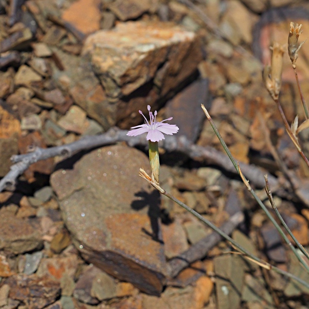 Изображение особи Dianthus humilis.