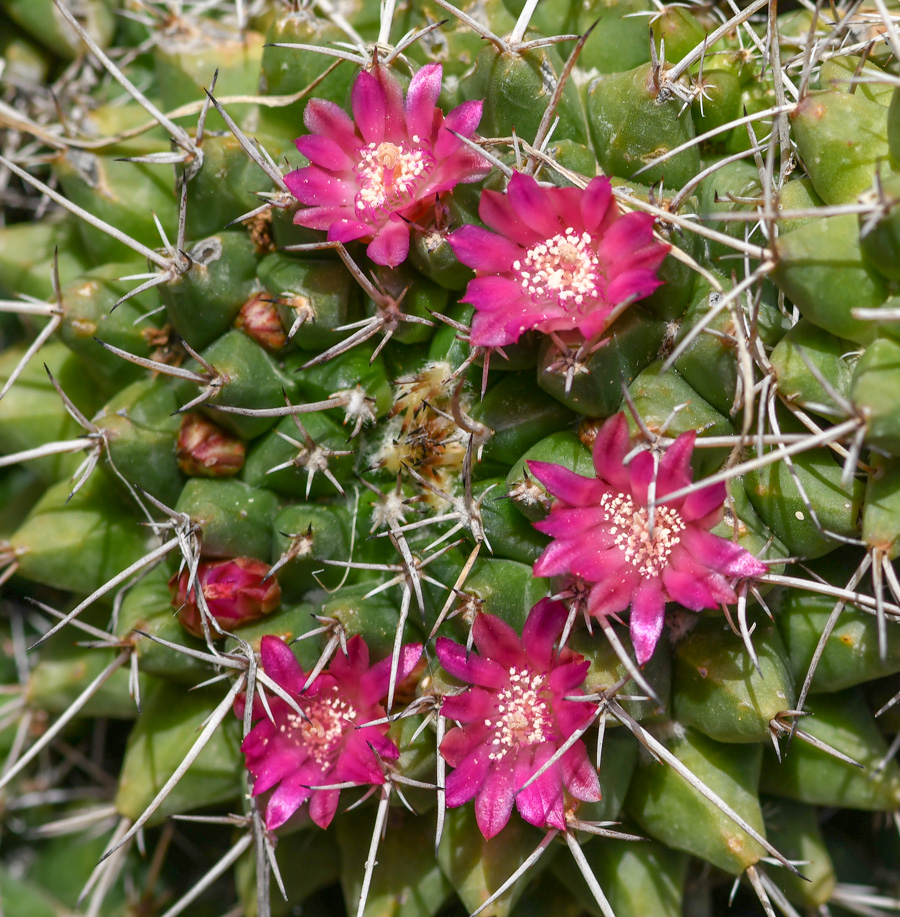 Image of Mammillaria compressa specimen.