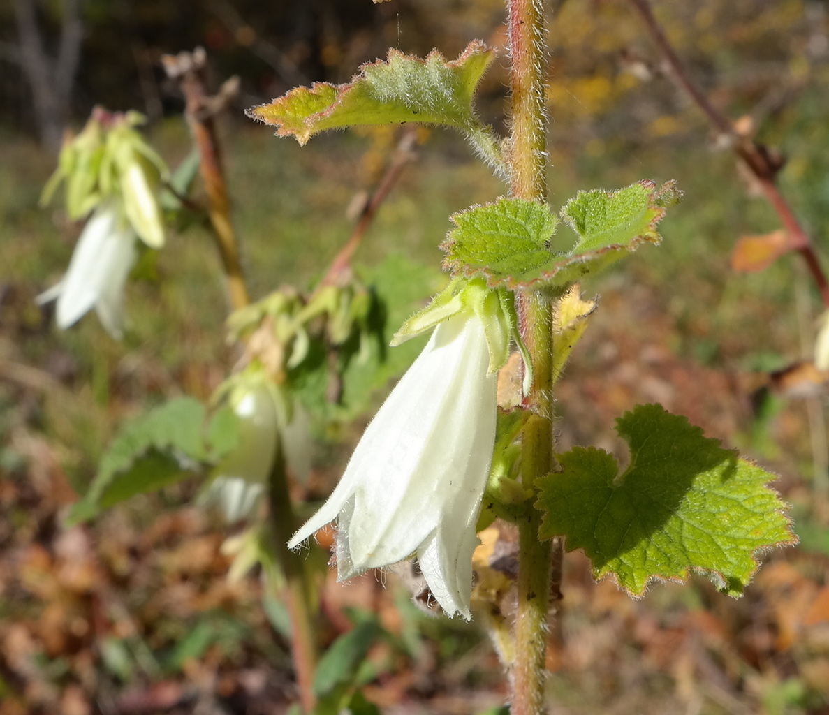 Изображение особи Campanula alliariifolia.