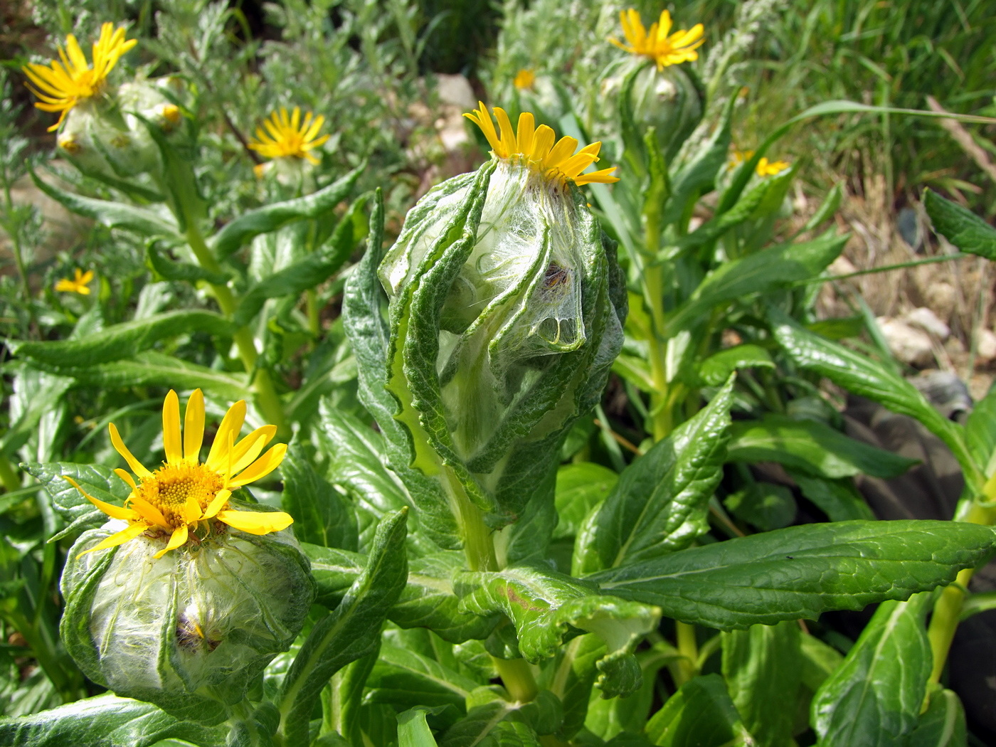 Изображение особи Senecio pseudoarnica.