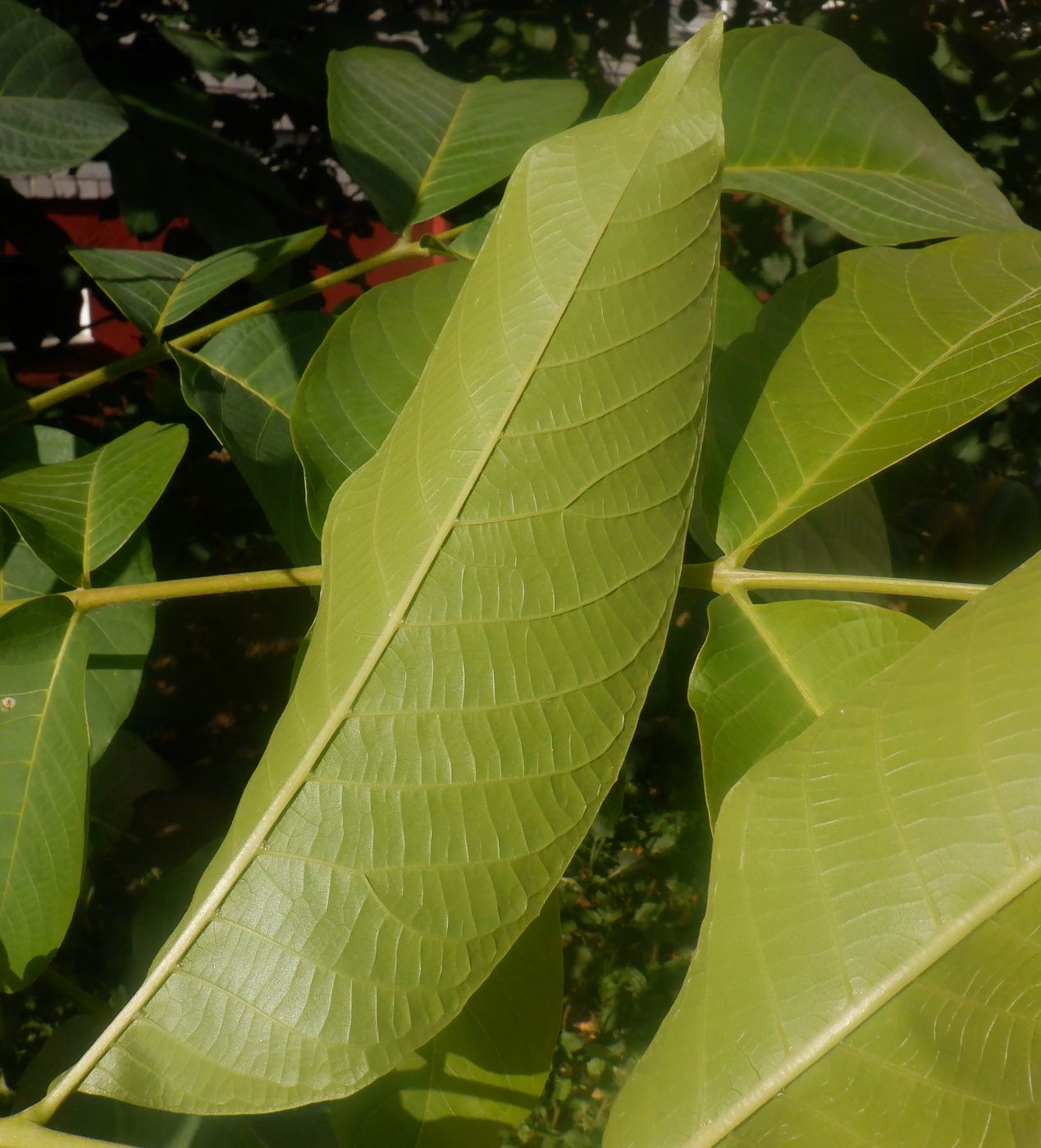 Image of Juglans regia specimen.