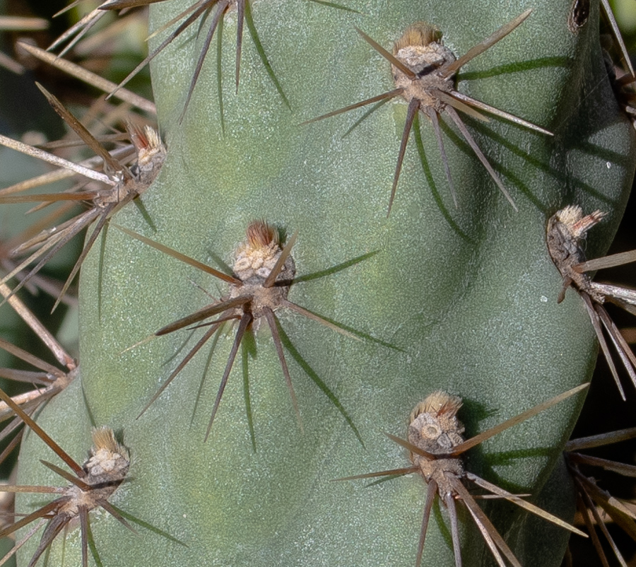 Изображение особи Cylindropuntia cholla.