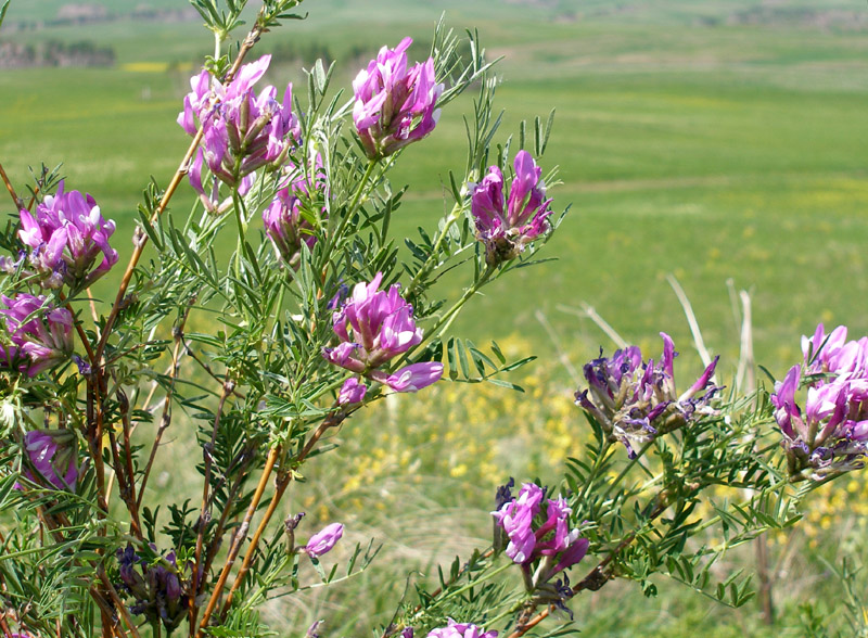 Image of Astragalus oropolitanus specimen.