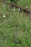 Scabiosa sosnowskyi. Цветущее растение. Республика Абхазия, окр. Нового Афона. 20.08.2009.