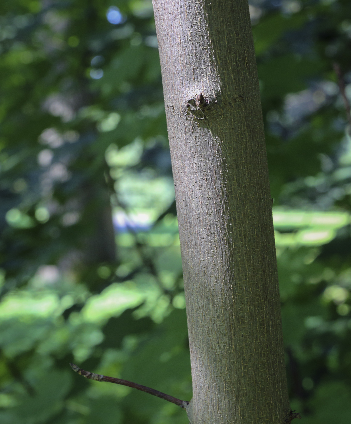 Image of Acer pseudoplatanus specimen.