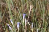 genus Gentiana