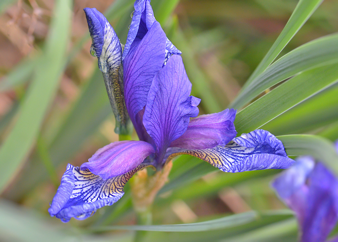 Изображение особи Iris sibirica.