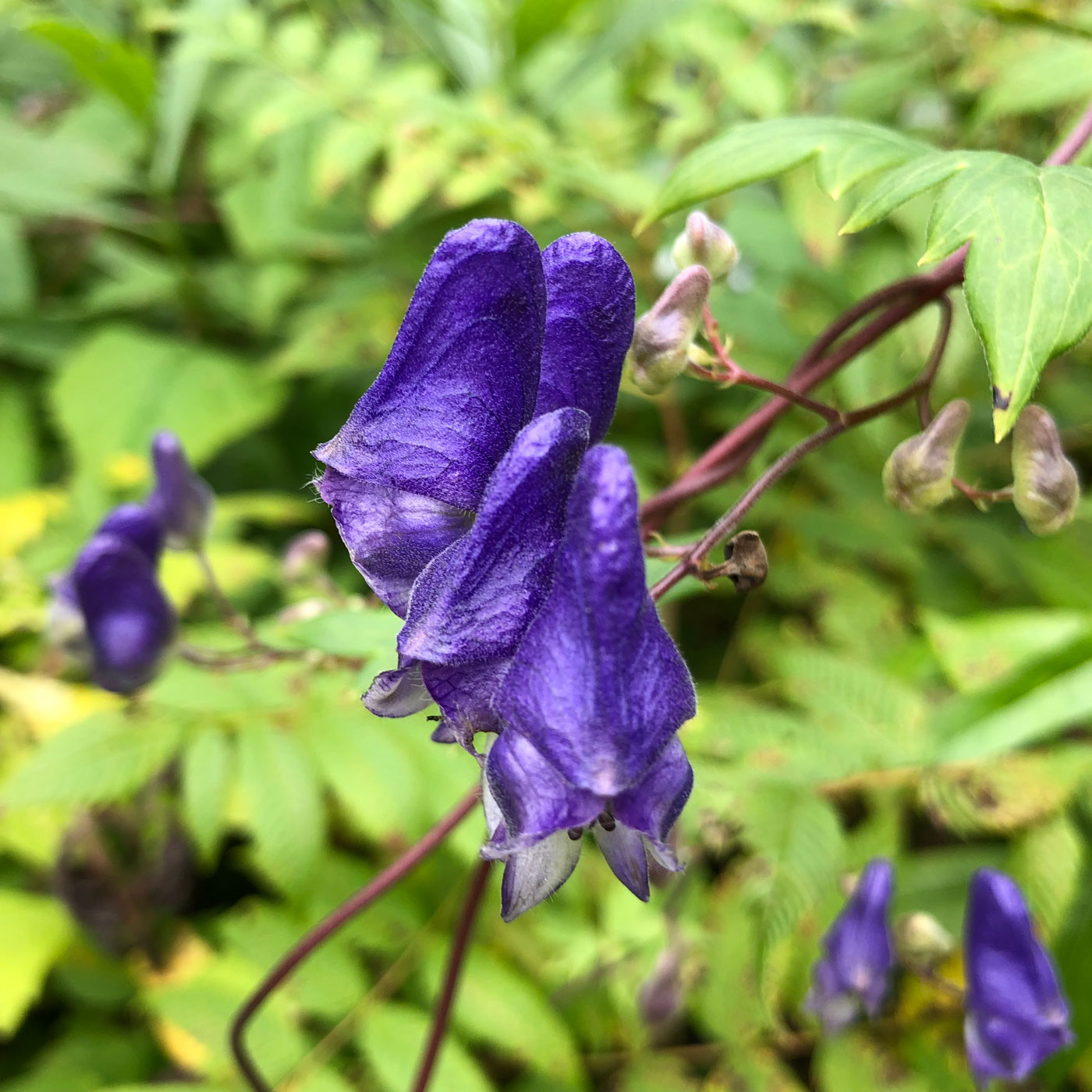 Image of Aconitum sczukinii specimen.