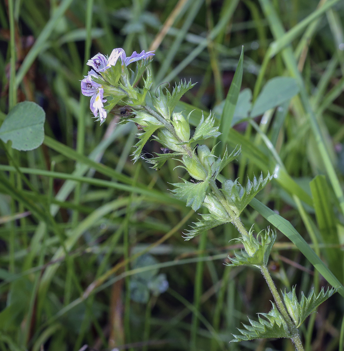 Изображение особи Euphrasia stricta.