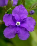 Brunfelsia pauciflora