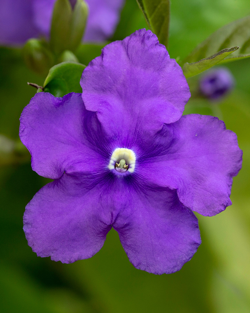 Image of Brunfelsia pauciflora specimen.