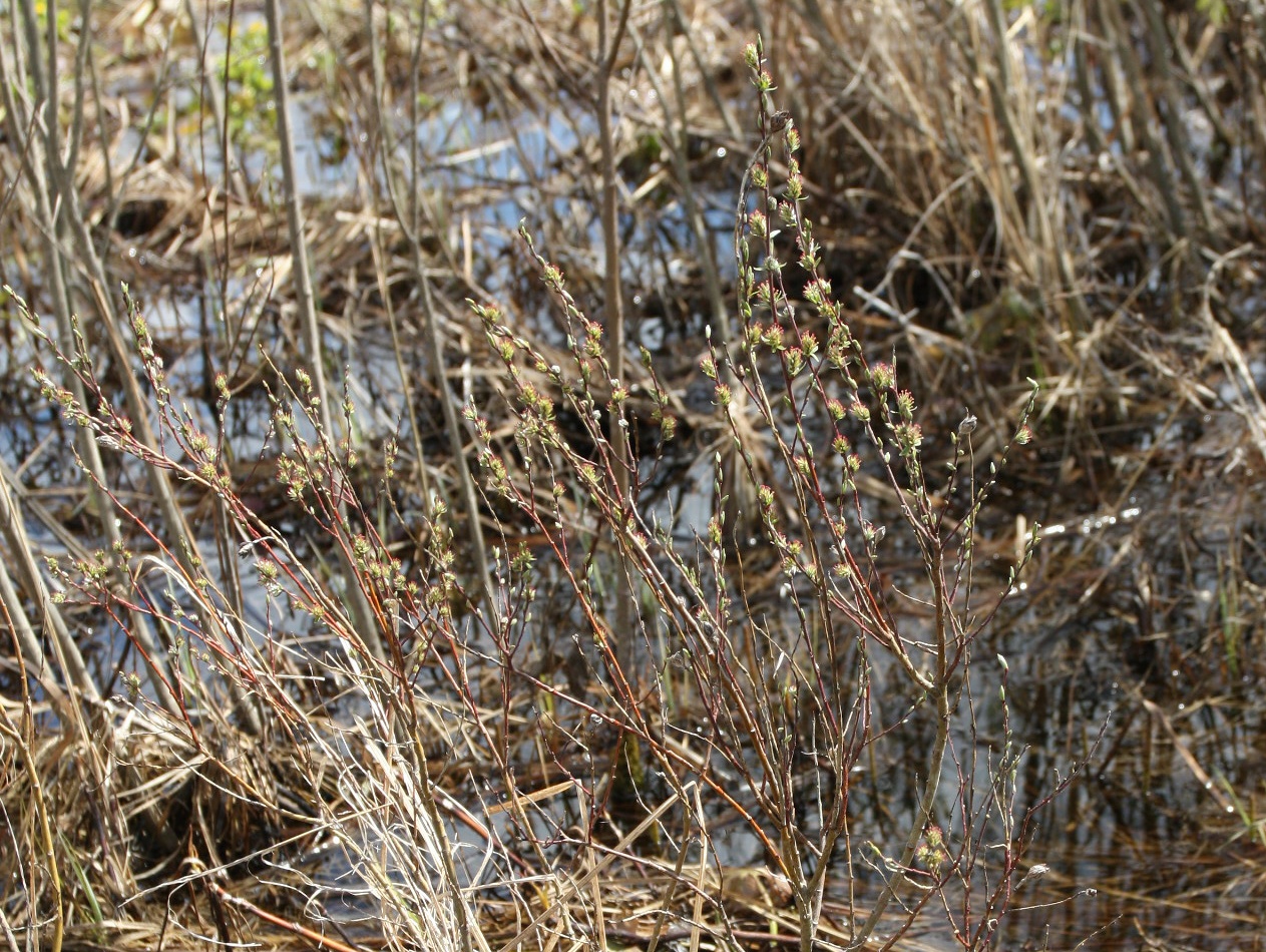 Image of Salix rosmarinifolia specimen.