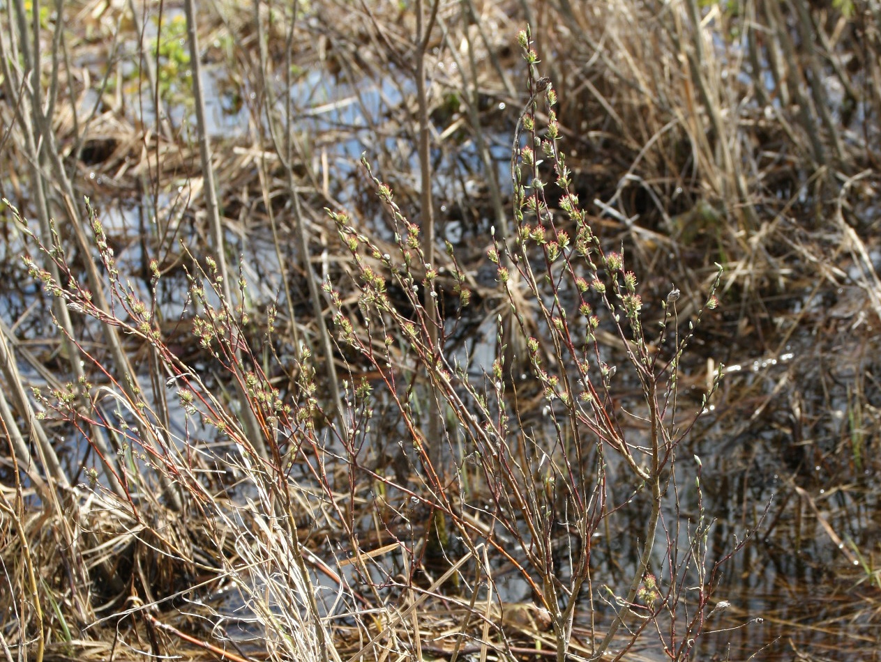 Image of Salix rosmarinifolia specimen.