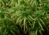 Sphagnum squarrosum