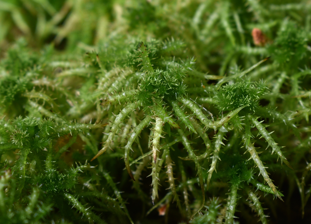 Image of Sphagnum squarrosum specimen.