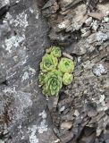 familia Crassulaceae. Вегетирующее растение. Республика Ингушетия, Джейрахский р-н, окр. ур. Кашети, высота ок. 1800 м н.у.м., в трещине скалы. 18 июня 2022 г.