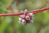 Cuscuta europaea