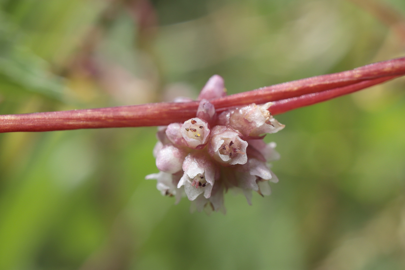 Изображение особи Cuscuta europaea.