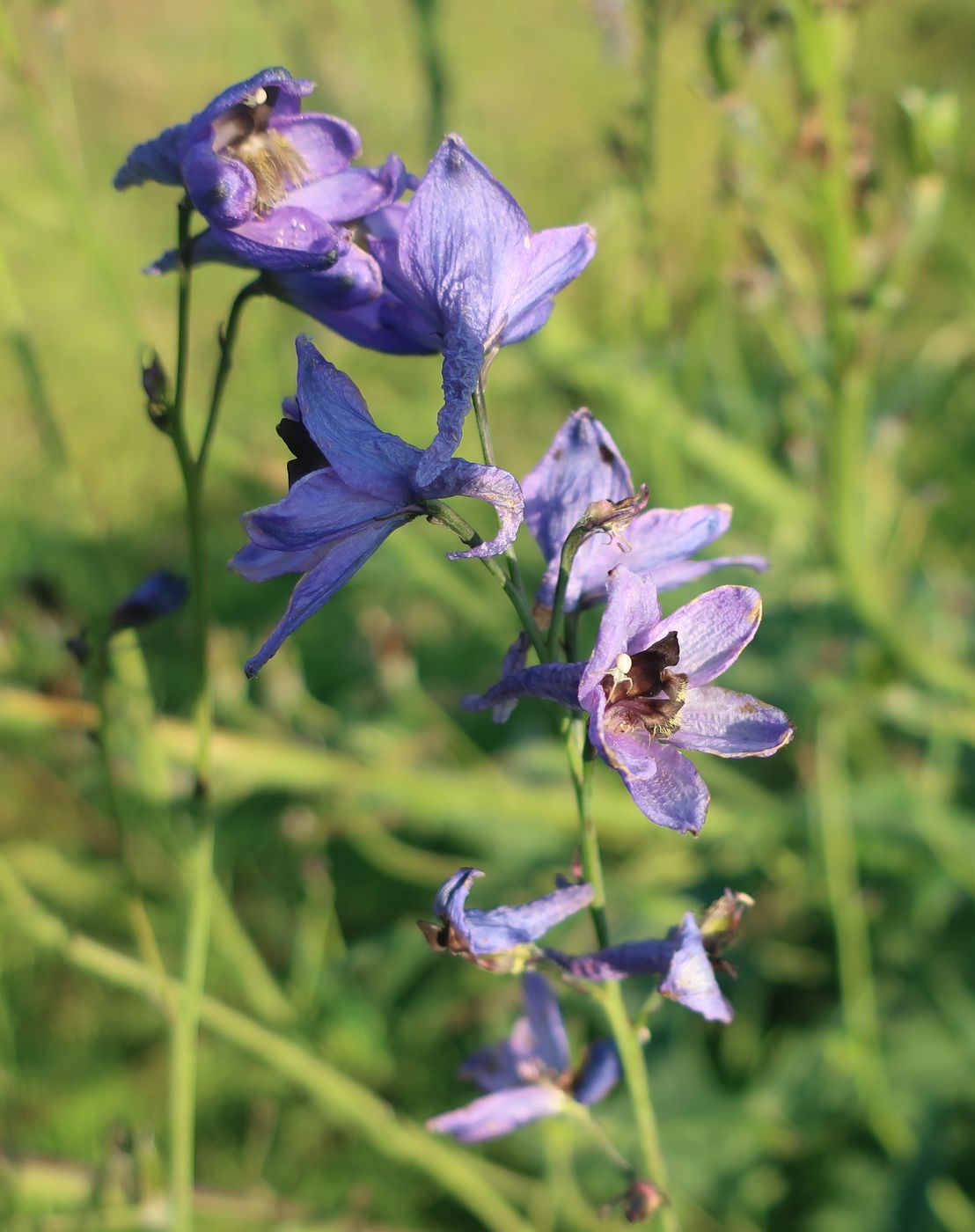 Image of Delphinium elatum specimen.