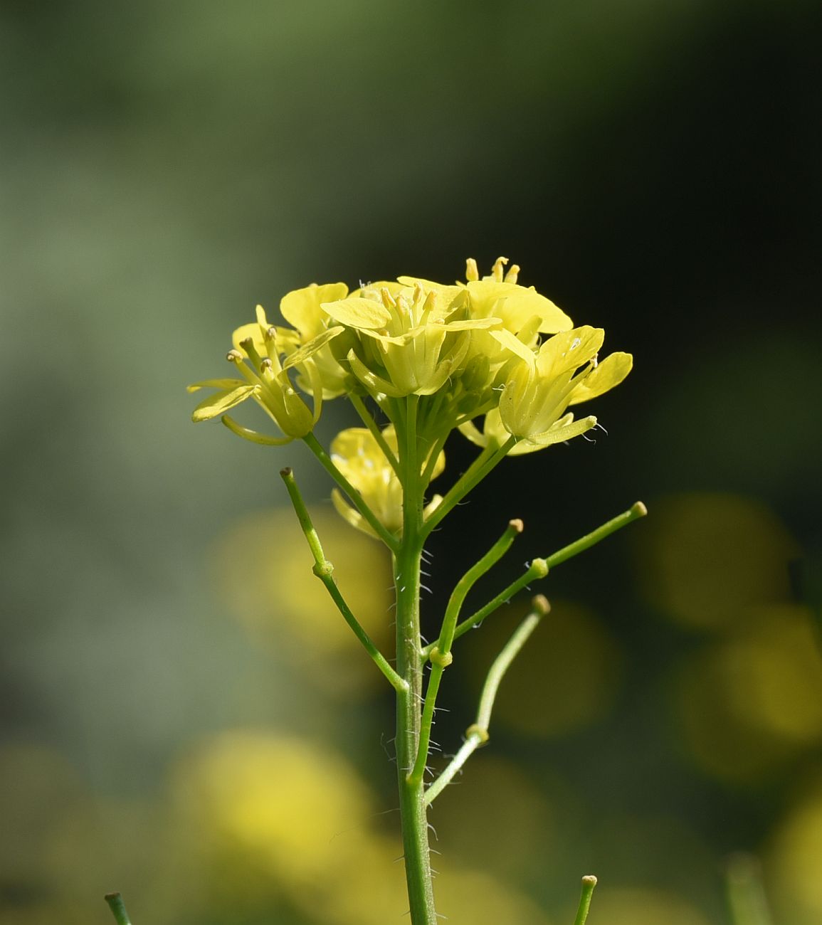 Image of Sisymbrium erucastrifolium specimen.