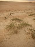 Limonium suffruticosum. Растения в песчаной пустыне. Казахстан, Кызылординская область, Казалинский район. 17 июля 2010 г.