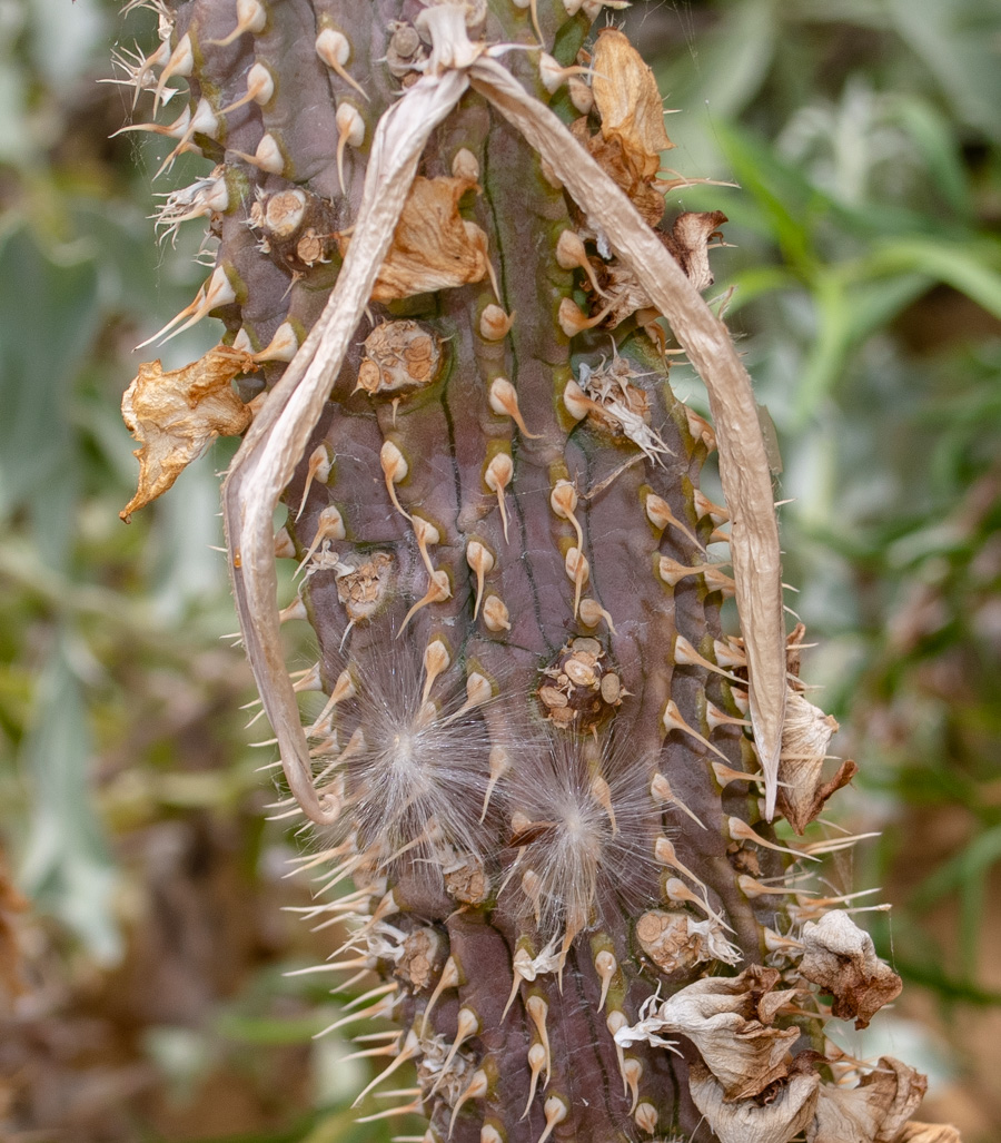 Изображение особи Hoodia gordonii.