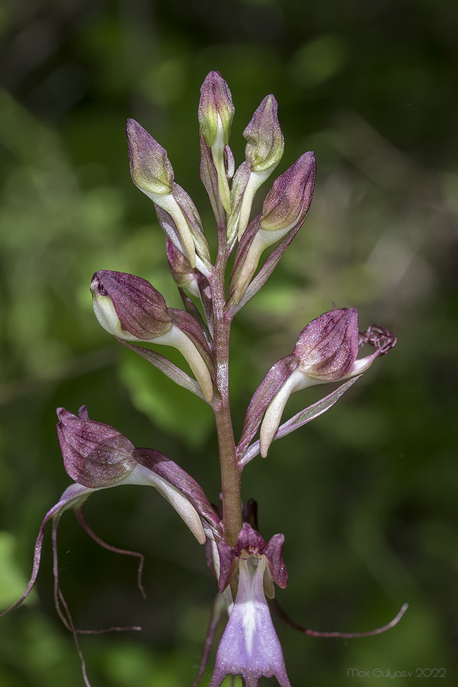 Image of Himantoglossum comperianum specimen.