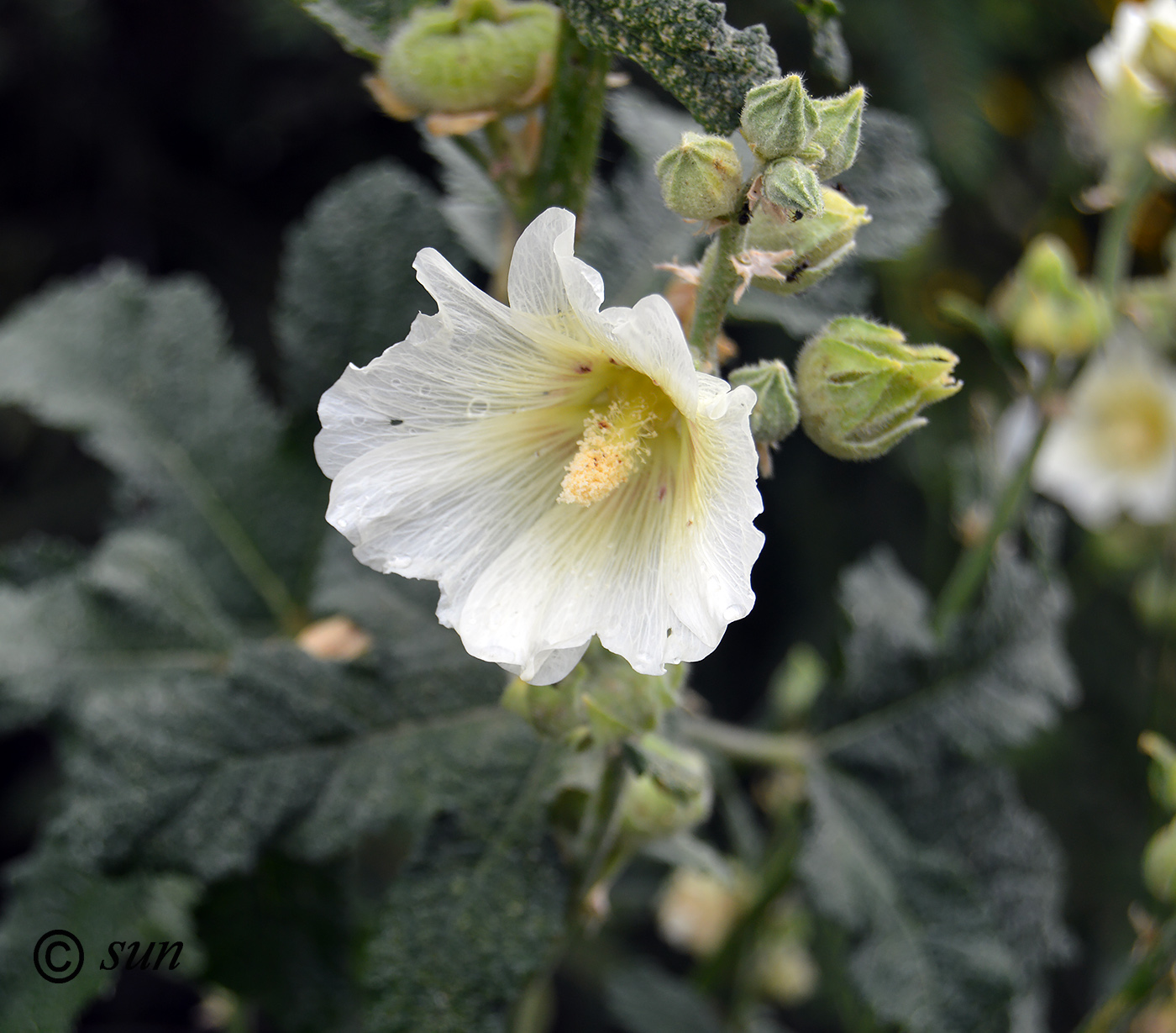 Изображение особи Alcea rugosa.