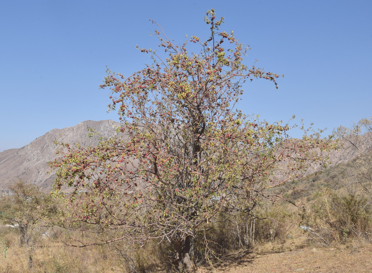 Изображение особи Malus domestica.