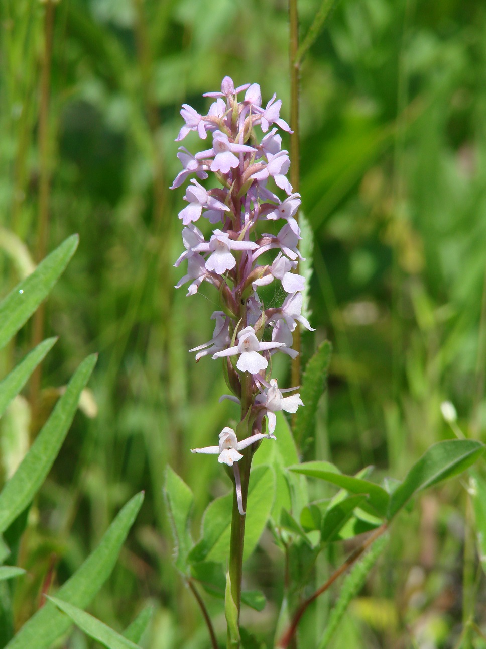 Image of Gymnadenia conopsea specimen.