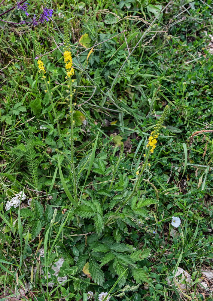 Image of Agrimonia eupatoria specimen.