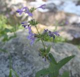 Nepeta sibirica. Верхушка цветущего растения. Республика Алтай, Улаганский р-н, правый берег реки Чулышман, береговая терраса напротив урочища Ак-Курум, берег сухого ручья Карасу. 8 августа 2020 г.